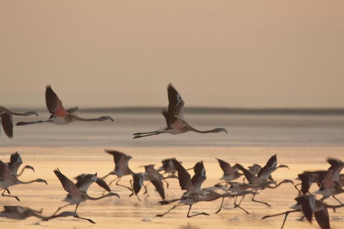 d Tuz Gölü'nün misafirleri flamingolar gelmeye başladı -10