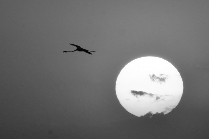 Tuz Gölü'nün misafirleri flamingolar gelmeye başladı -6