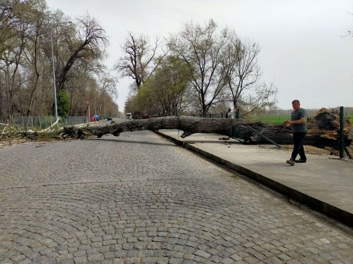 Edirne’de şiddetli fırtına: Dev ağaçlar devrildi -3