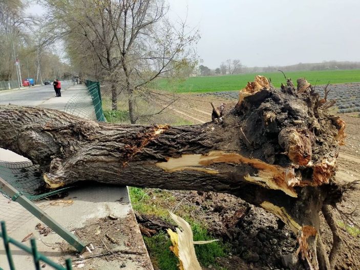 Edirne’de şiddetli fırtına: Dev ağaçlar devrildi -1
