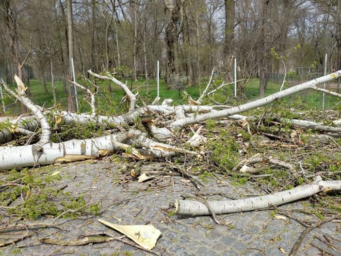 Edirne’de şiddetli fırtına: Dev ağaçlar devrildi -2