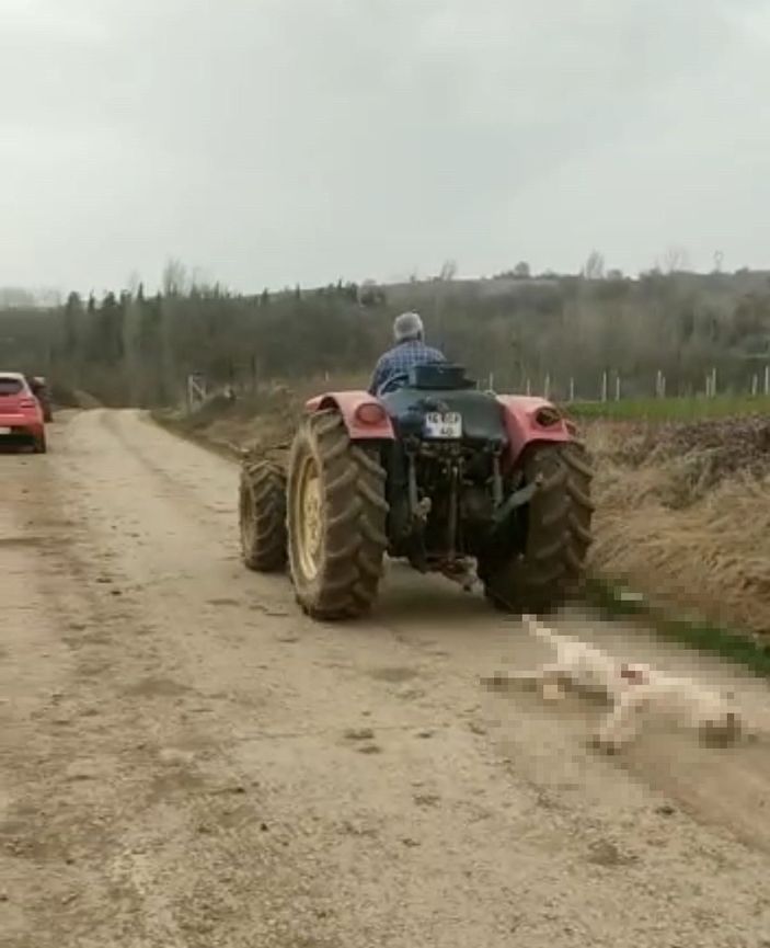 d Gebe köpeği tüfekle öldürdü, traktörün arkasına bağlayıp sürükleyerek götürdü -4