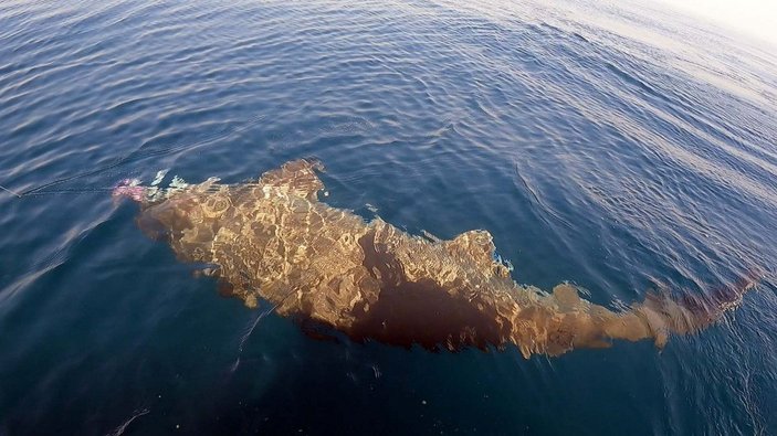 Saros Körfezi'nde yarım tonluk köpek balığı yakaladılar -1