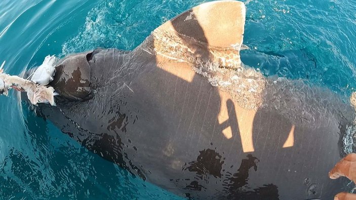 Saros Körfezi'nde yarım tonluk köpek balığı yakaladılar -5