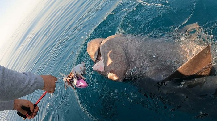 Saros Körfezi'nde yarım tonluk köpek balığı yakaladılar -8
