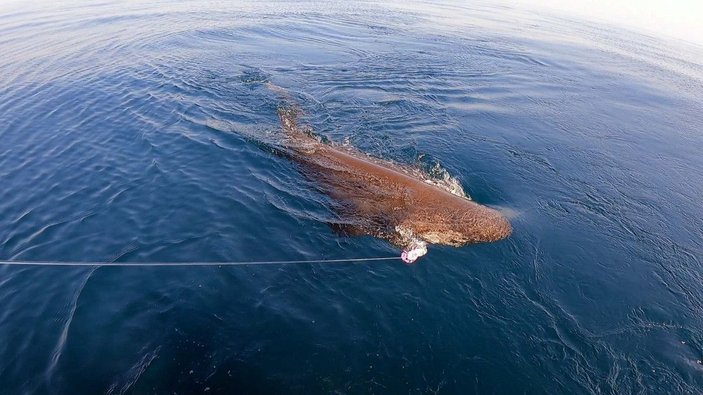 Saros Körfezi'nde yarım tonluk köpek balığı yakaladılar -2