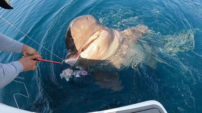Saros Körfezi'nde yarım tonluk köpek balığı yakaladılar -6