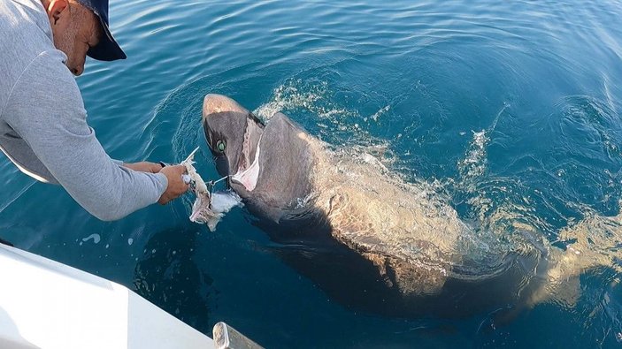 Saros Körfezi'nde yarım tonluk köpek balığı yakaladılar -4