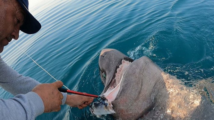 Saros Körfezi'nde yarım tonluk köpek balığı yakaladılar -7