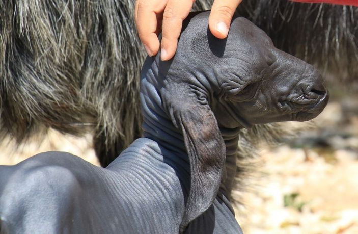 Gören şaşırdı... Tüysüz doğdu, bebek gibi bakılıyor -4