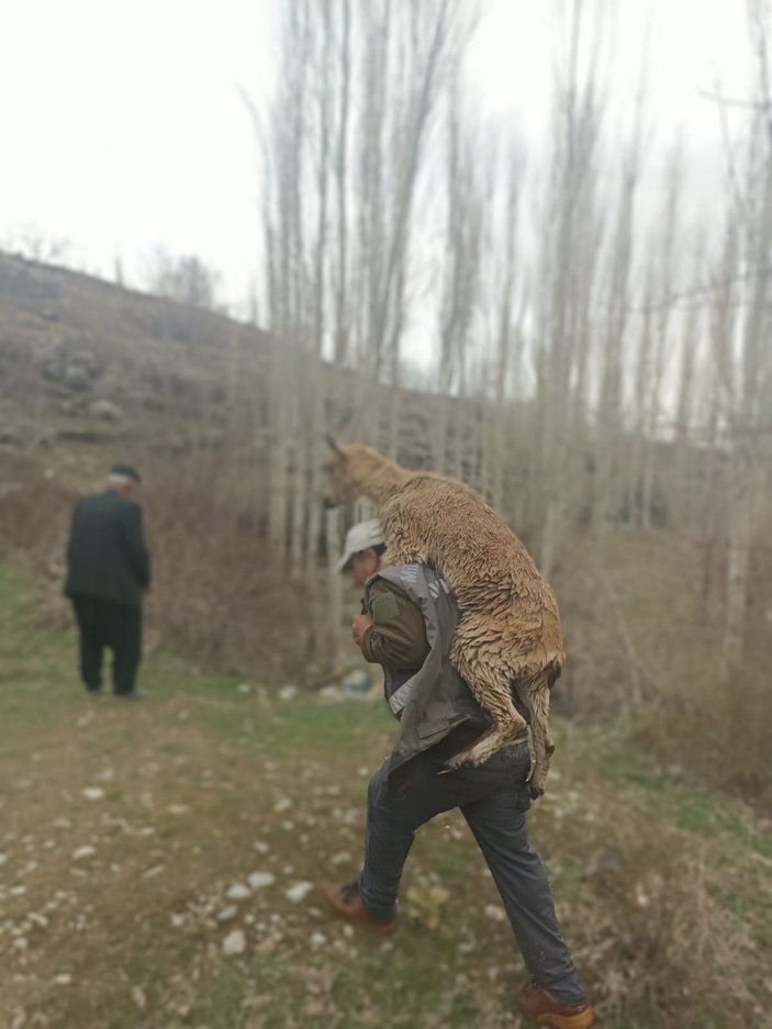 Kahramanmaraş'ta av müfettişi, hasta yaban keçisini sırtında 3 kilometre taşıdı
