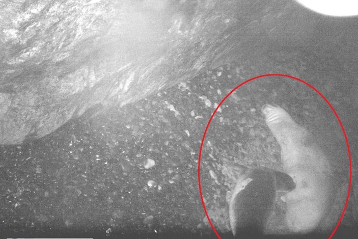 Kırmızı listedeki Akdeniz fokunun doğumu ilk kez görüntülendi