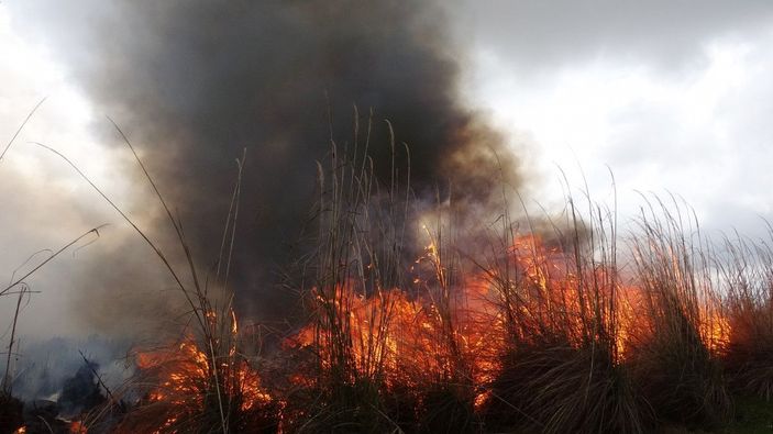 Antalya'da sazlık yangını -2