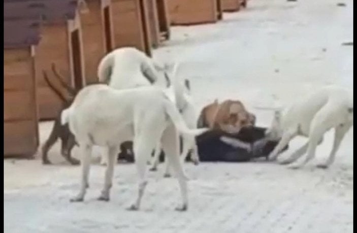 Barınaktaki yasaklı ırk köpekler birbirine saldırdı -2