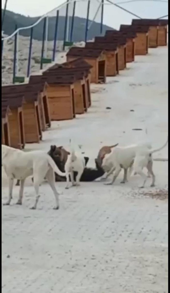 Barınaktaki yasaklı ırk köpekler birbirine saldırdı -1