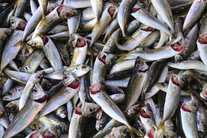 Karadeniz'de deniz suyu sıcaklığı 2 derece arttı -9