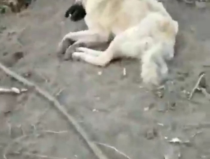 Sakarya’da 5 sokak köpeği ölü bulundu; zehirlendikleri iddia edildi -3