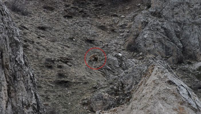 Kış uykusundan uyanan bozayı yavrularını birbirleriyle oynarken görüntüledi -2