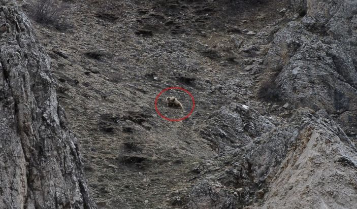 Kış uykusundan uyanan bozayı yavrularını birbirleriyle oynarken görüntüledi -4