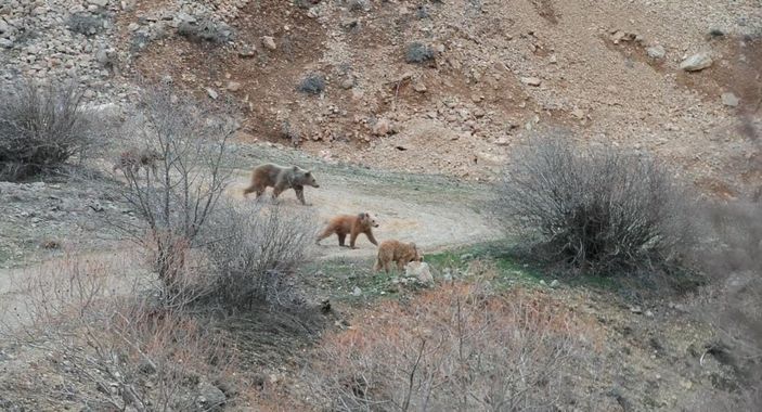 d Kış uykusundan uyanan bozayı yavrularını birbirleriyle oynarken görüntüledi -6