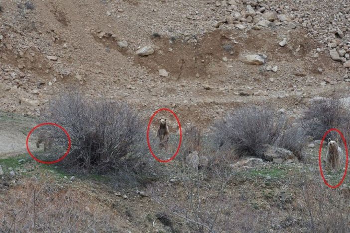 Kış uykusundan uyanan bozayı yavrularını birbirleriyle oynarken görüntüledi -3