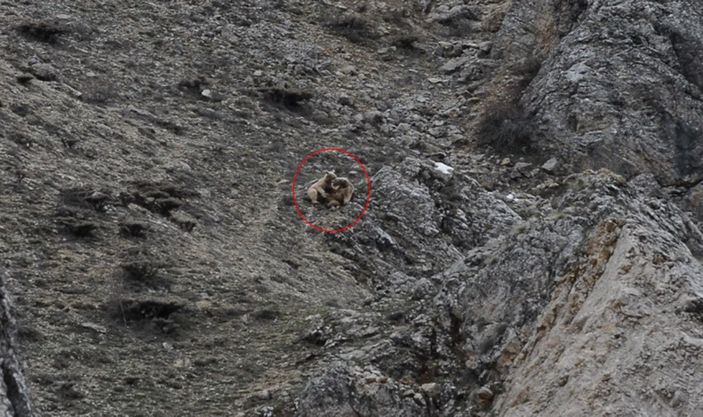 Kış uykusundan uyanan bozayı yavrularını birbirleriyle oynarken görüntüledi -1
