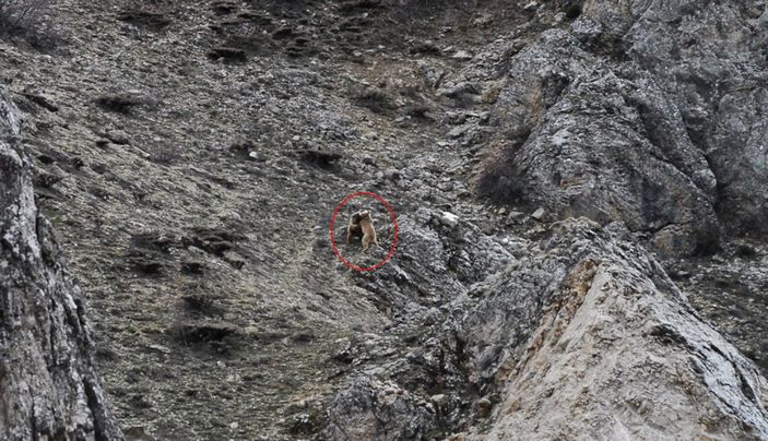 Kış uykusundan uyanan bozayı yavrularını birbirleriyle oynarken görüntüledi -5