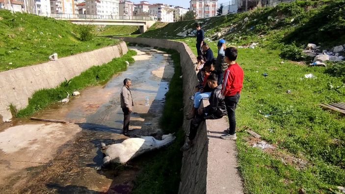 Dere yatağına düşen atının başından ayrılmadı, veterinerin sözlerine tepki gösterdi -7