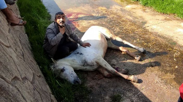 Dere yatağına düşen atının başından ayrılmadı, veterinerin sözlerine tepki gösterdi -8
