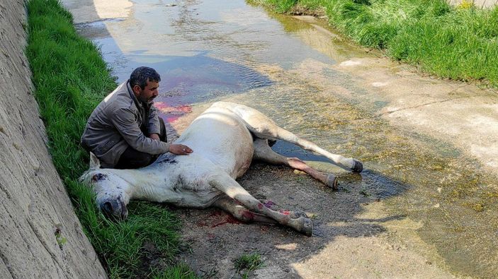 Dere yatağına düşen atının başından ayrılmadı, veterinerin sözlerine tepki gösterdi -1