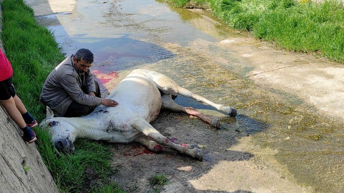 Dere yatağına düşen atının başından ayrılmadı, veterinerin sözlerine tepki gösterdi -2