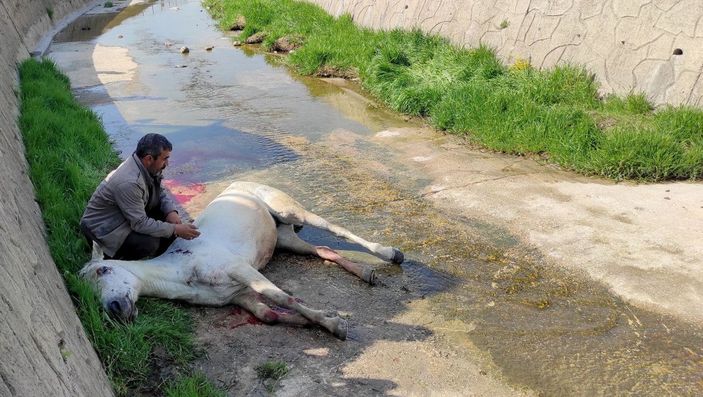 Dere yatağına düşen atının başından ayrılmadı, veterinerin sözlerine tepki gösterdi -3