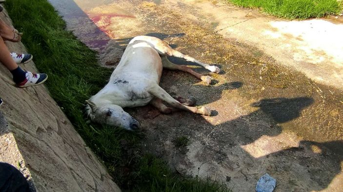 Dere yatağına düşen atının başından ayrılmadı, veterinerin sözlerine tepki gösterdi -4