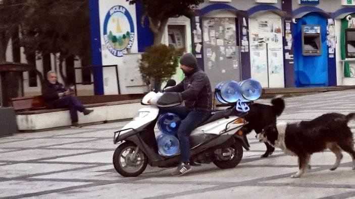 Avcılar Meydanı'nın motosiklet ve çek çek sevmeyen köpekleri -3