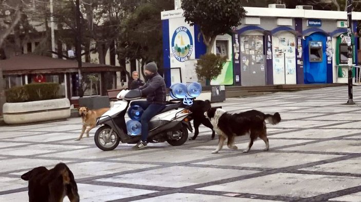 Avcılar Meydanı'nın motosiklet ve çek çek sevmeyen köpekleri -2