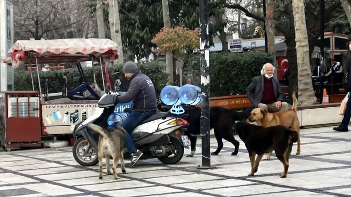 Avcılar Meydanı'nın motosiklet ve çek çek sevmeyen köpekleri -4