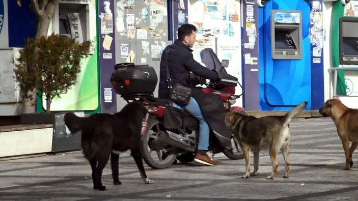 Avcılar Meydanı'nın motosiklet ve çek çek sevmeyen köpekleri -9