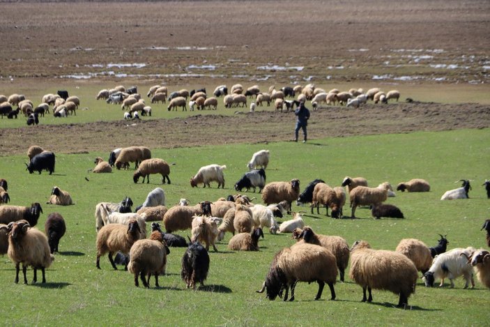 Aylık 7 bin liraya çoban bulamadılar, nöbet sistemine geçtiler -4