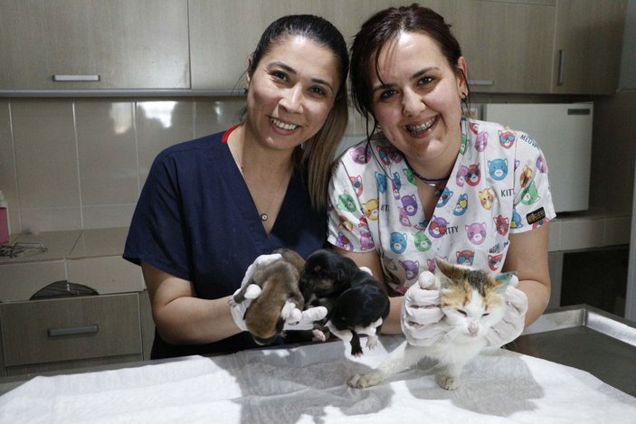 Çanakkale'de yavrularını kaybeden kedi, yavru köpeklere anne oldu