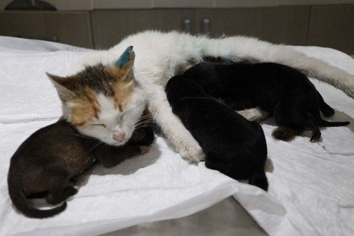 Çanakkale'de yavrularını kaybeden kedi, yavru köpeklere anne oldu