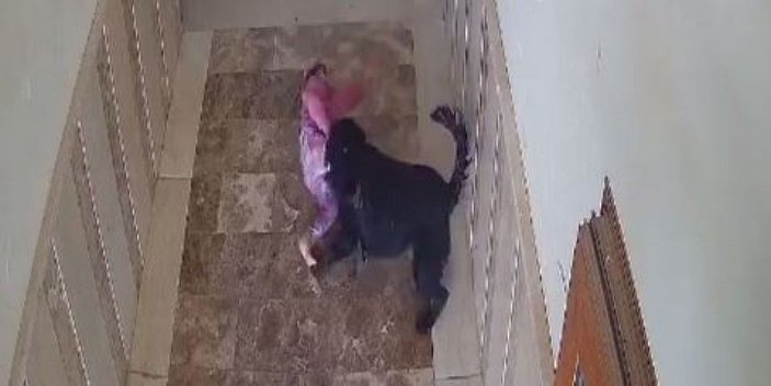 Apartmanın koridorunda oynarken köpeğin saldırdığı çocuğun yaralandı anlar kamerada -2