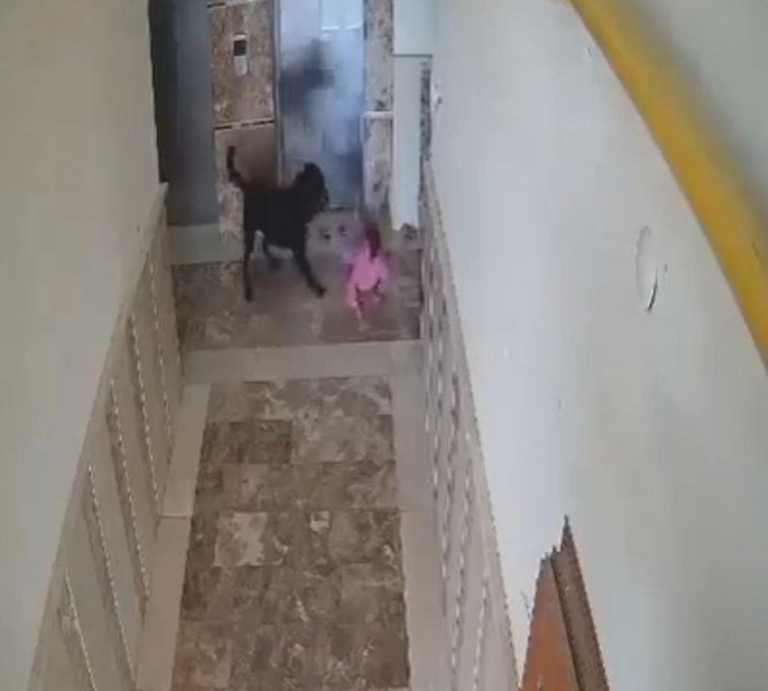 Apartmanın koridorunda oynarken köpeğin saldırdığı çocuğun yaralandı anlar kamerada -6