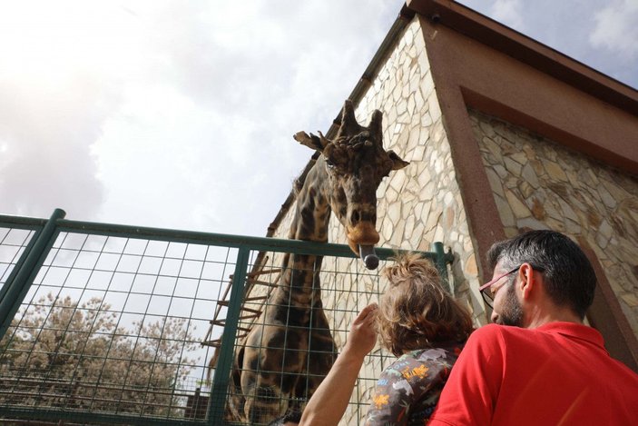 6 yıl sonra eş bulunan zürafa Şakir'in, baba olması için çalışılıyor -4