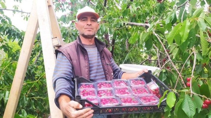 Mersin'de turfanda kiraz hasadı; kilosu 1000 TL -7