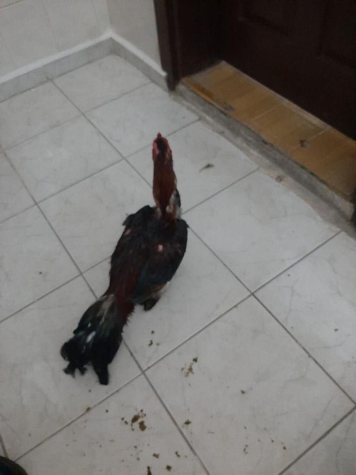 Manisa'da horoz dövüştüren 31 kişiye 56  bin lira para cezası