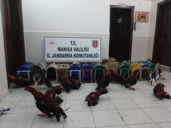 Manisa'da horoz dövüştüren 31 kişiye 56  bin lira para cezası