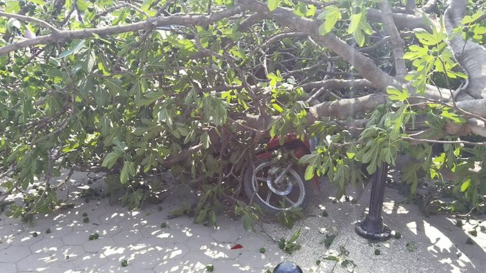 Bursa'da rüzgarda okul girişindeki ağaç devrildi, 1 kadın yaralandı -6