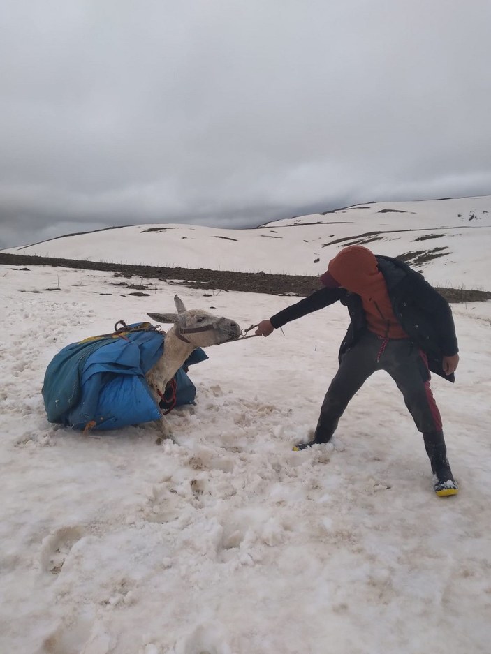 Yayla yolunda kar yağışına yakalanan sürüdeki 75 koyun öldü -3