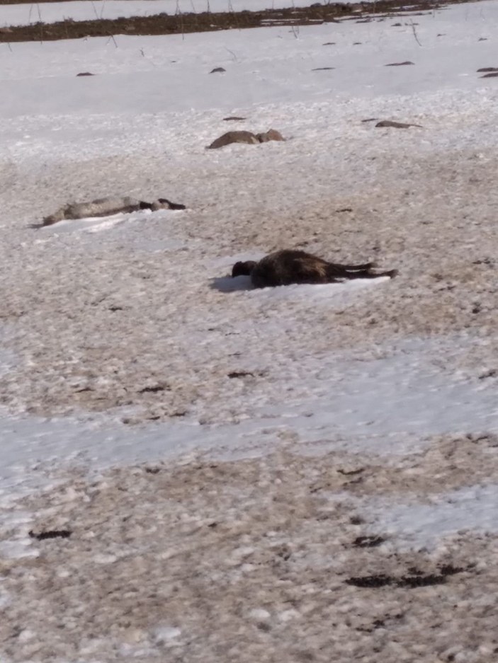 Yayla yolunda kar yağışına yakalanan sürüdeki 75 koyun öldü -2