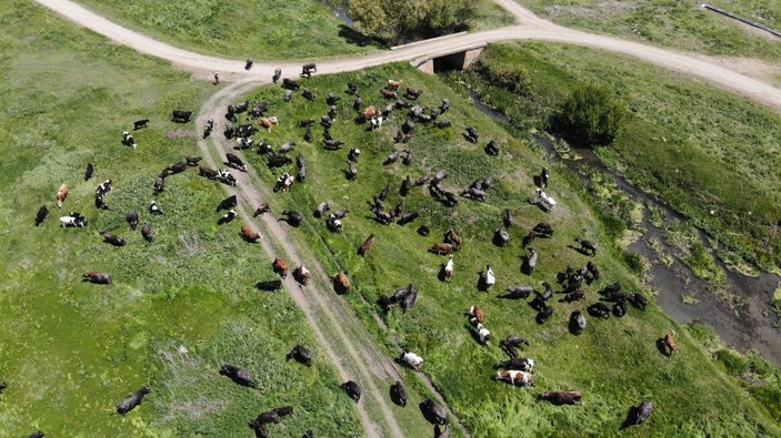 Meradaki hayvanların oluşturduğu manzara Afrika belgesellerini aratmıyor -8